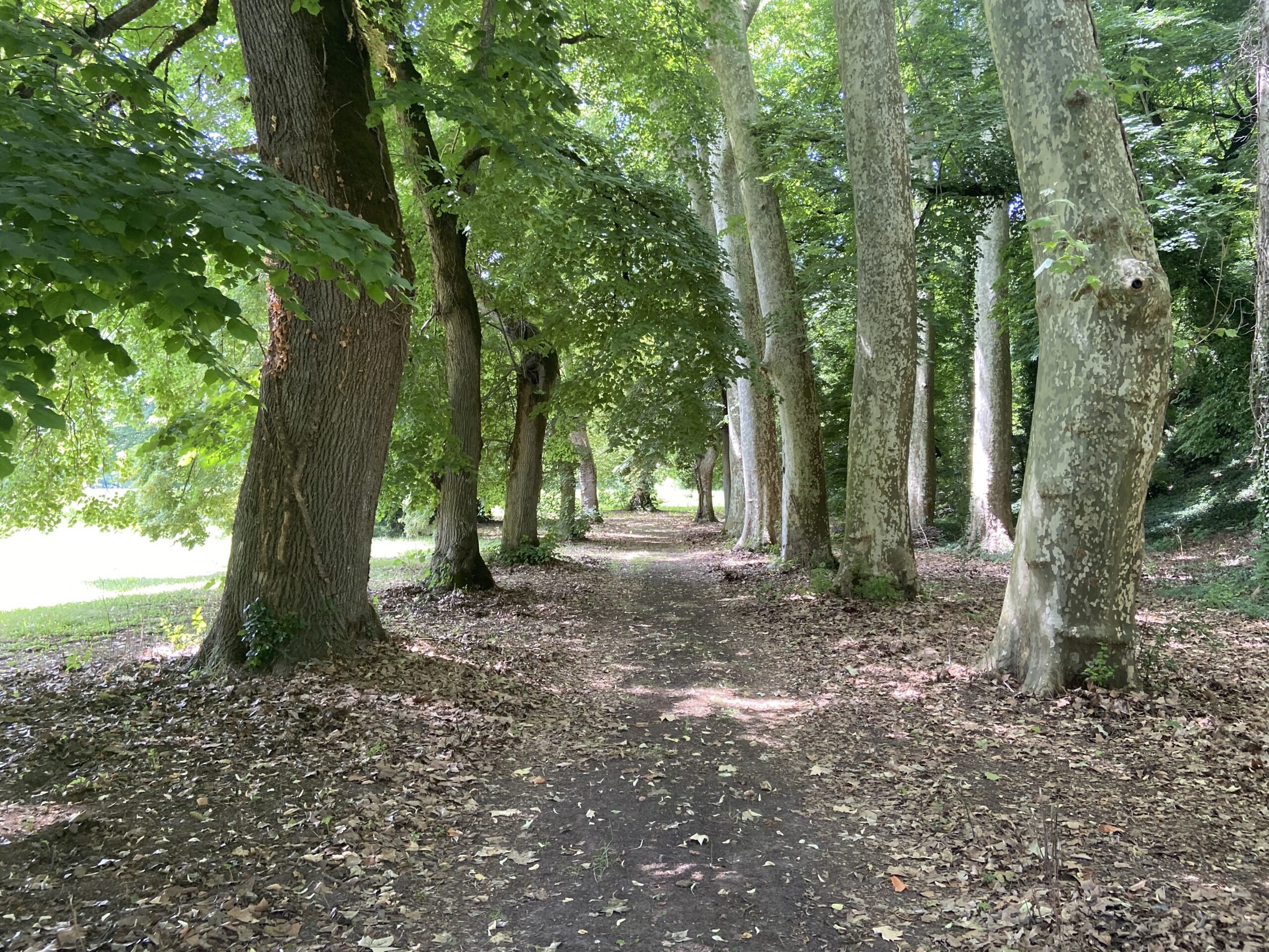 aisle with big trees on the edges